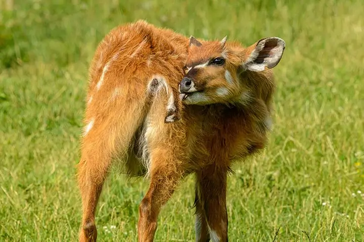 Sitatunga